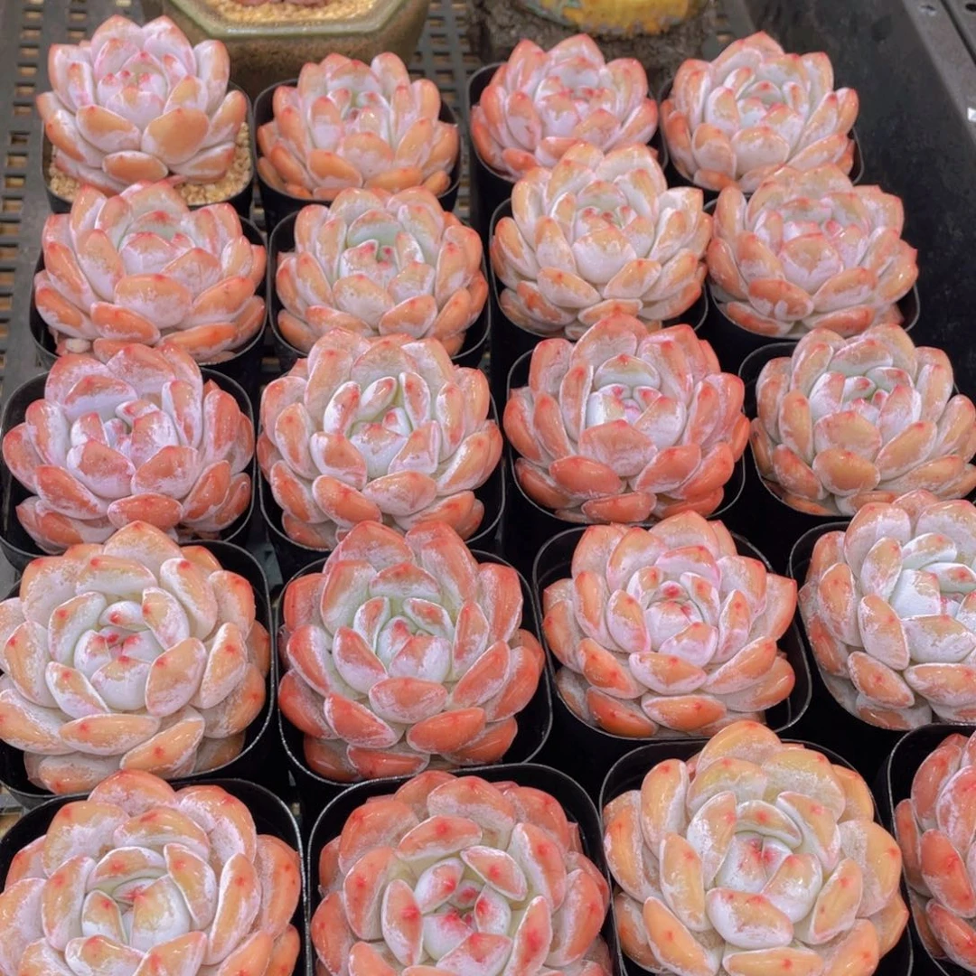 量拍11号 宽叶包包韩橙单头2个