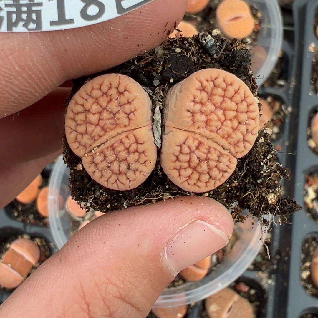 【闪购商品】洛*671……