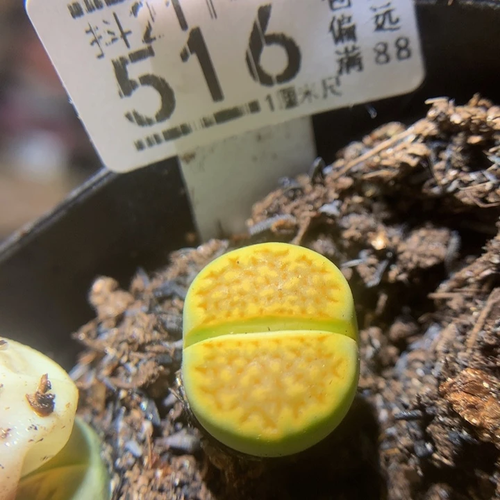 精品生石花211.516