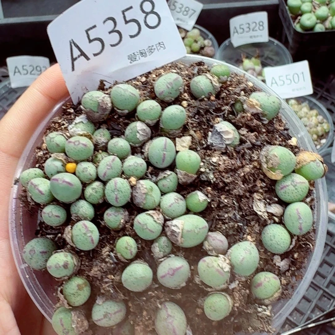 5358—生石花 生石花