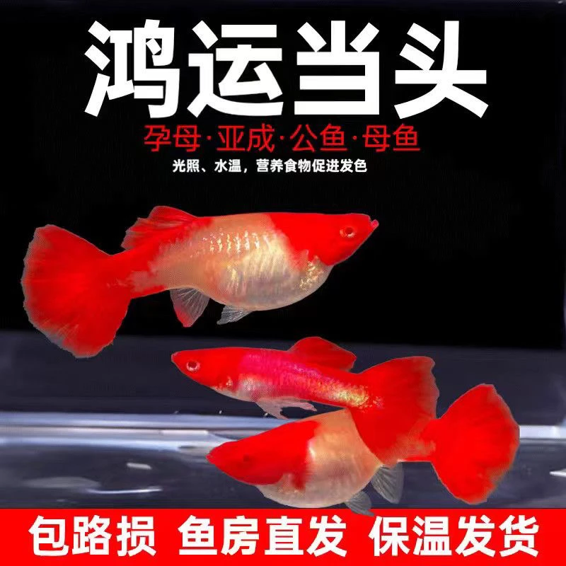 【鸿运当头】孔雀鱼小型热带观赏鱼胎生易繁殖活体