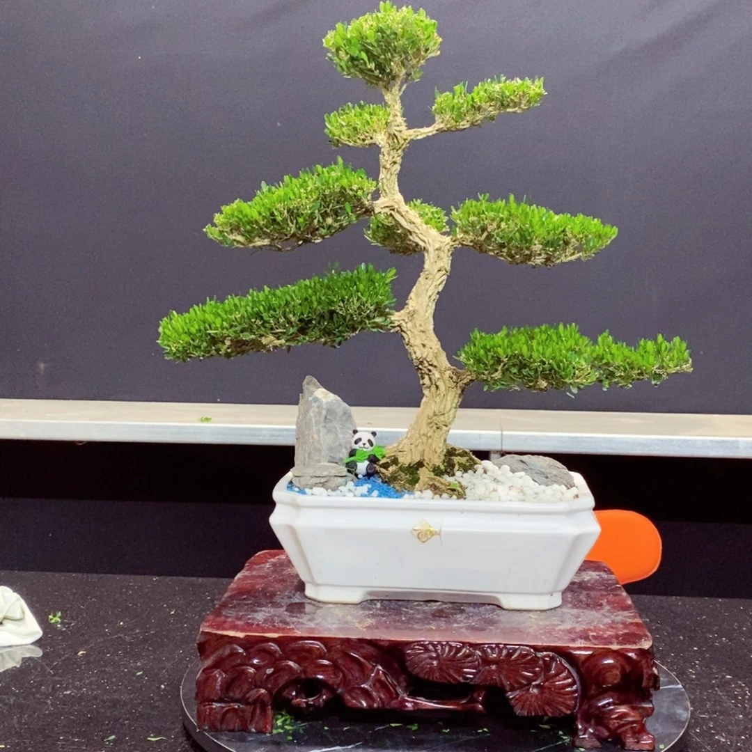 无花朵黄杨盆景园林