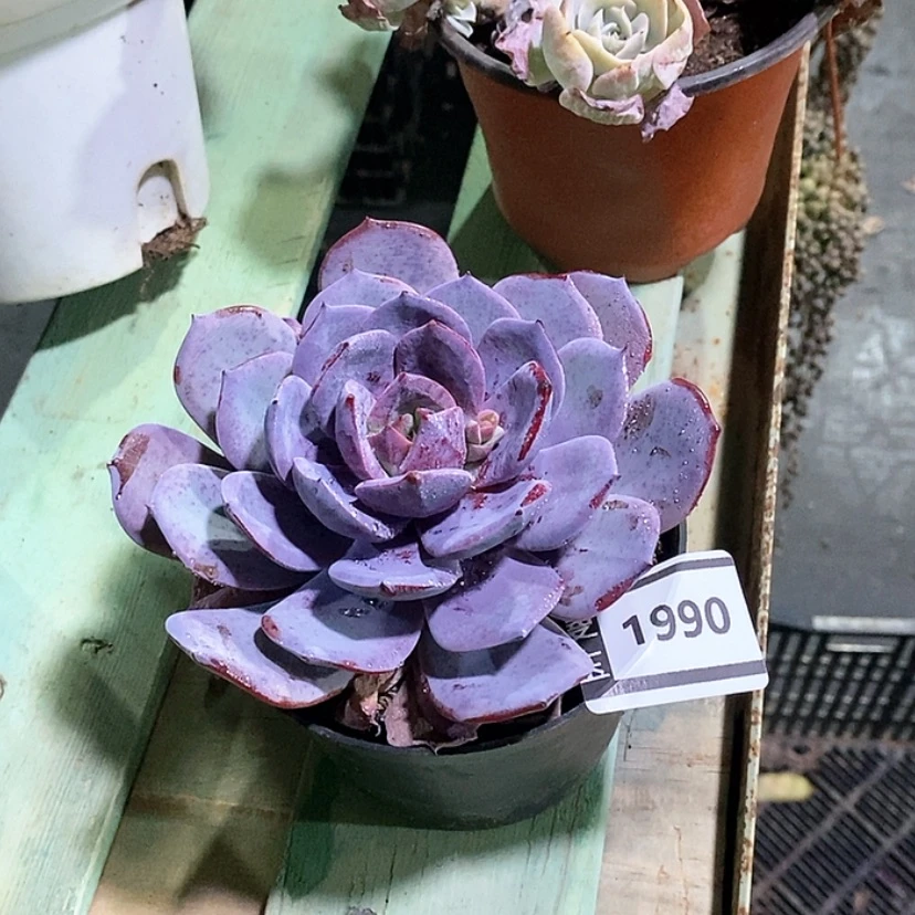 【闪购商品】杂1990