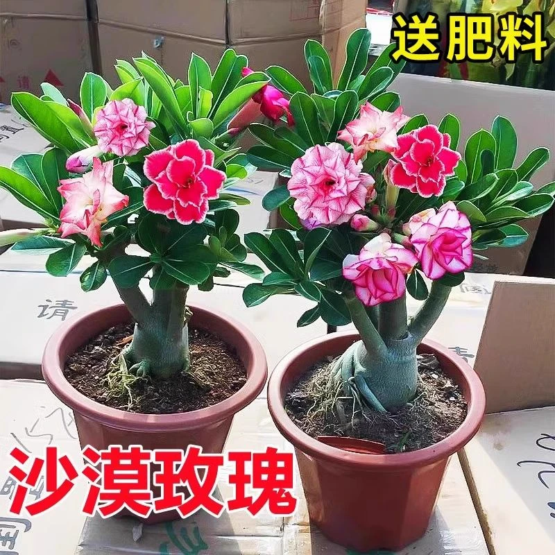重瓣沙漠玫瑰花苗花卉盆栽室内阳台茶室绿植小盆景四季开花植物