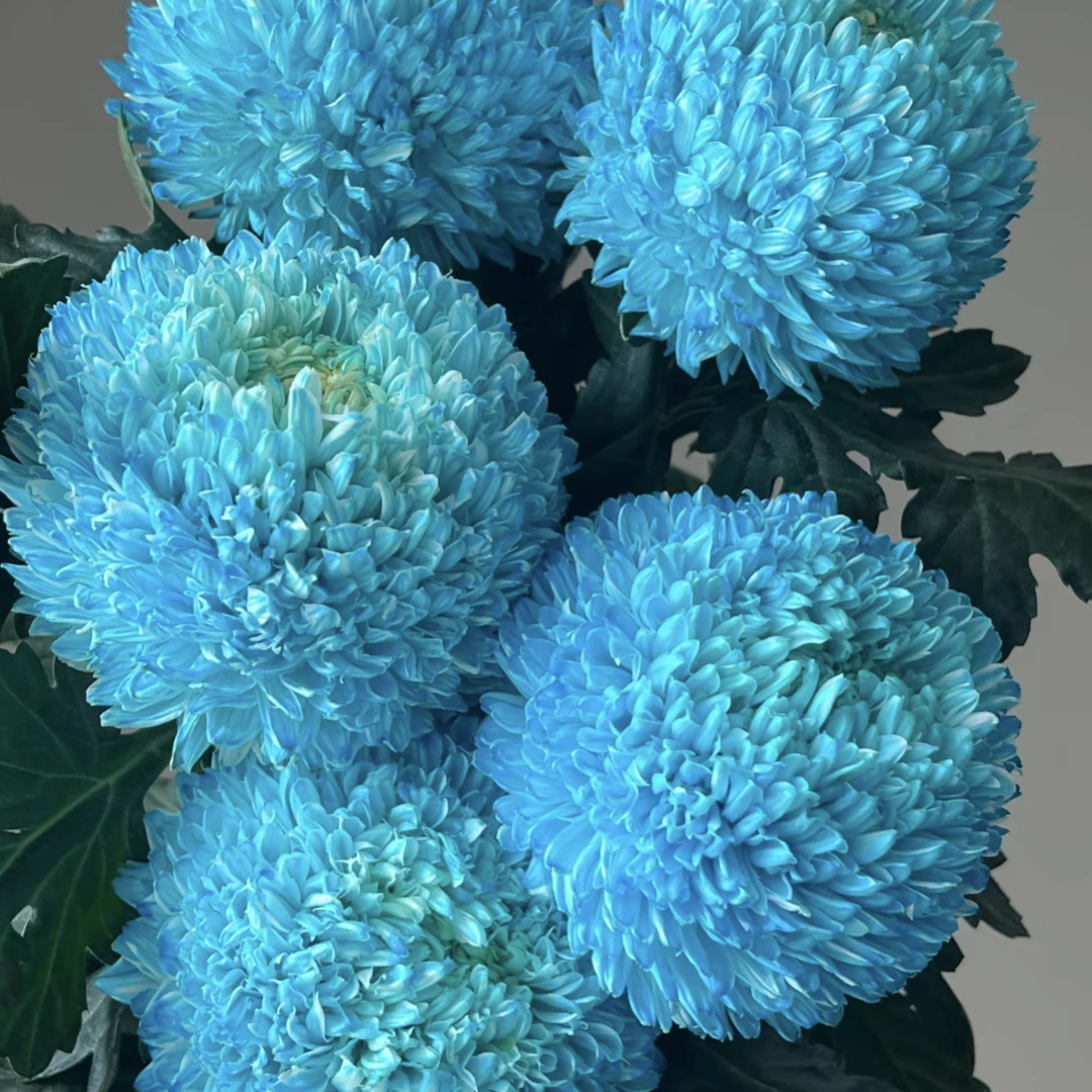 宝蓝色（花努力）-牡丹菊（任意两单包邮，一单需要补运费）