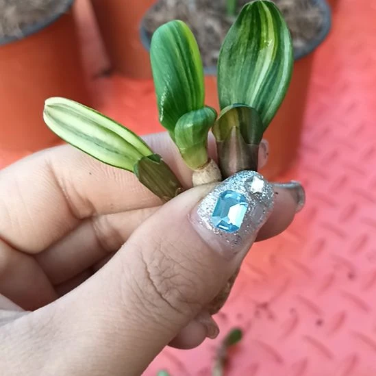 牛*王特色花卉君子兰小苗