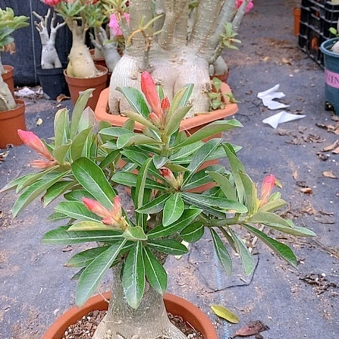 【闪购商品】高**好绿植