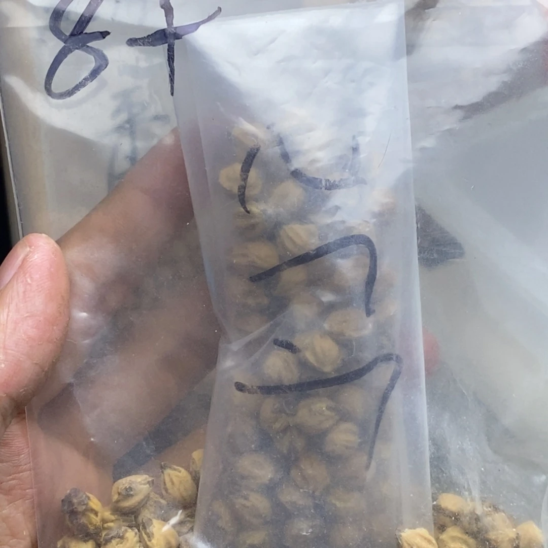 柏香籽/百香籽吊坠队**威