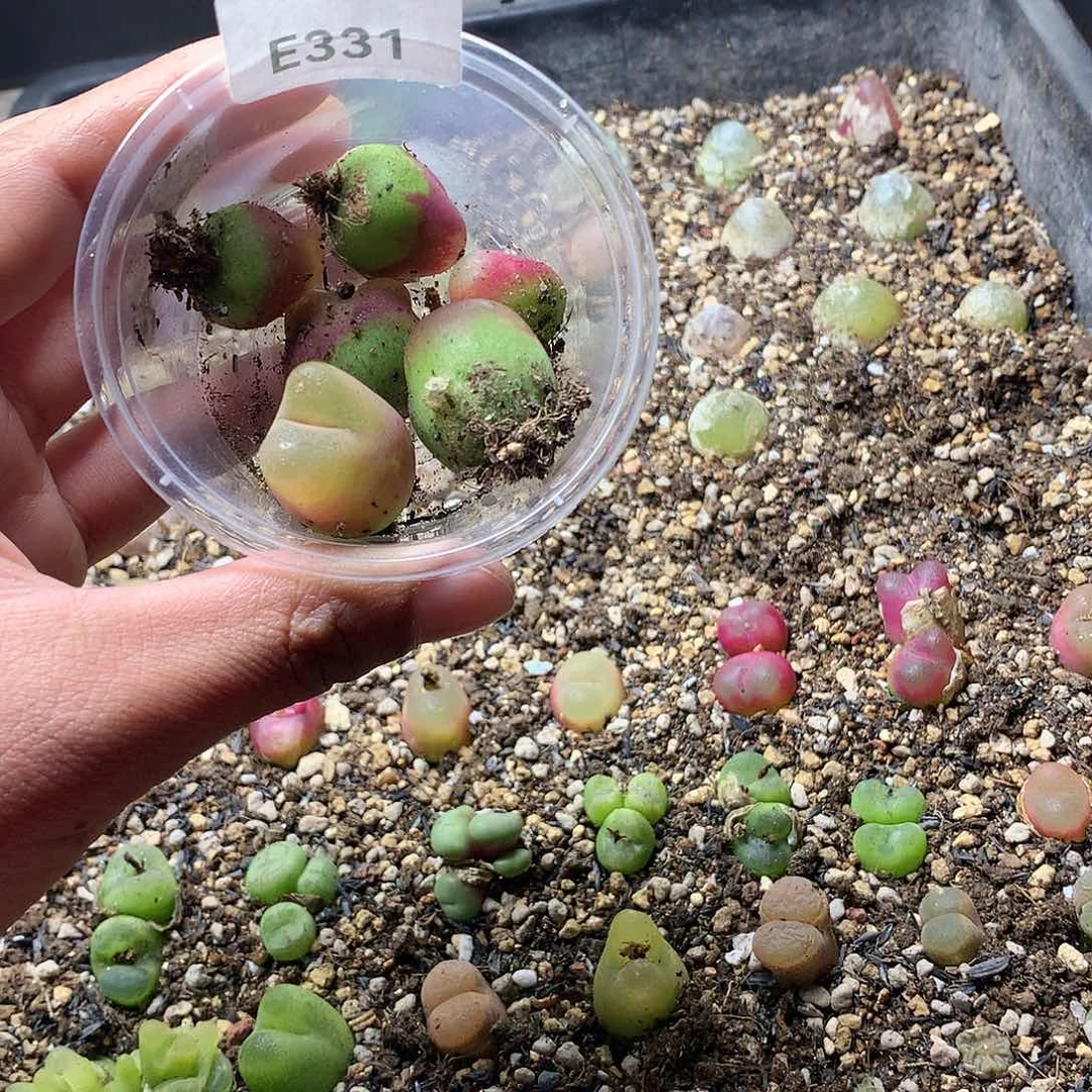 ℳ****E331多肉植物保护研究所