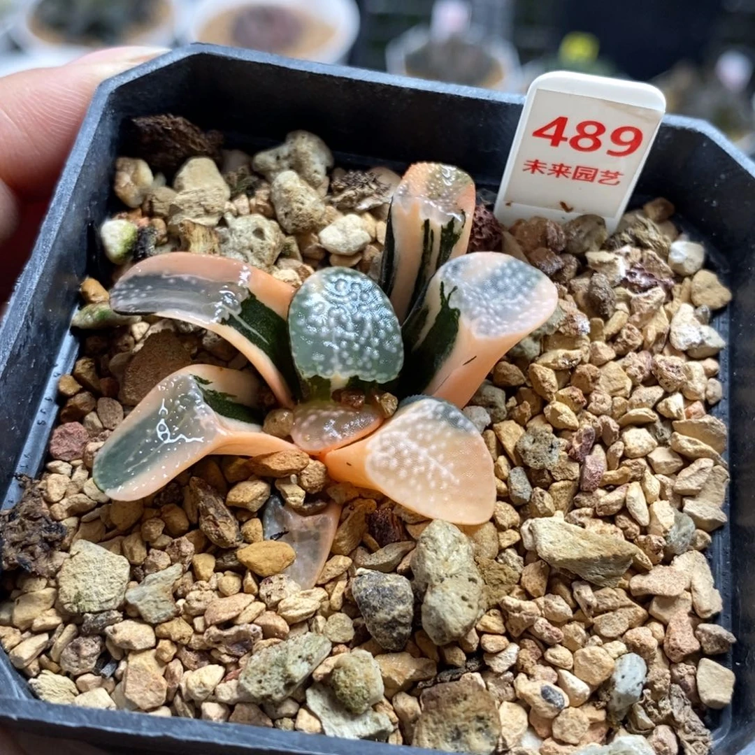 489点点寿锦一物一图