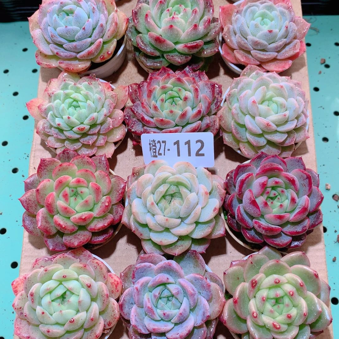 27-112一物一拍多肉带盆18颗