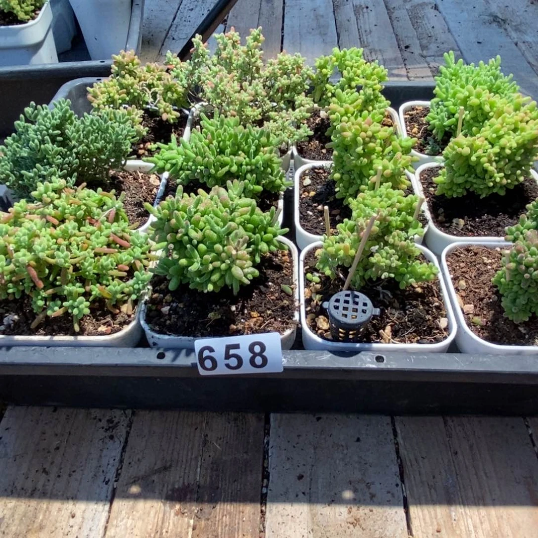 星****肉枝干番杏多肉植物658