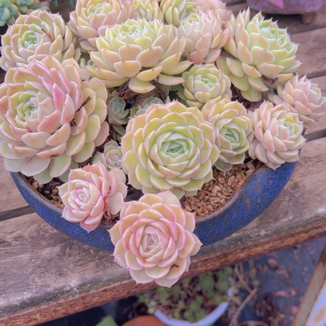冉*多肉植物保护研究所