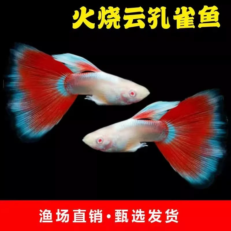 火烧云孔雀鱼孕母小型热带鱼凤尾鱼精品纯种淡水好养耐活胎生鱼苗