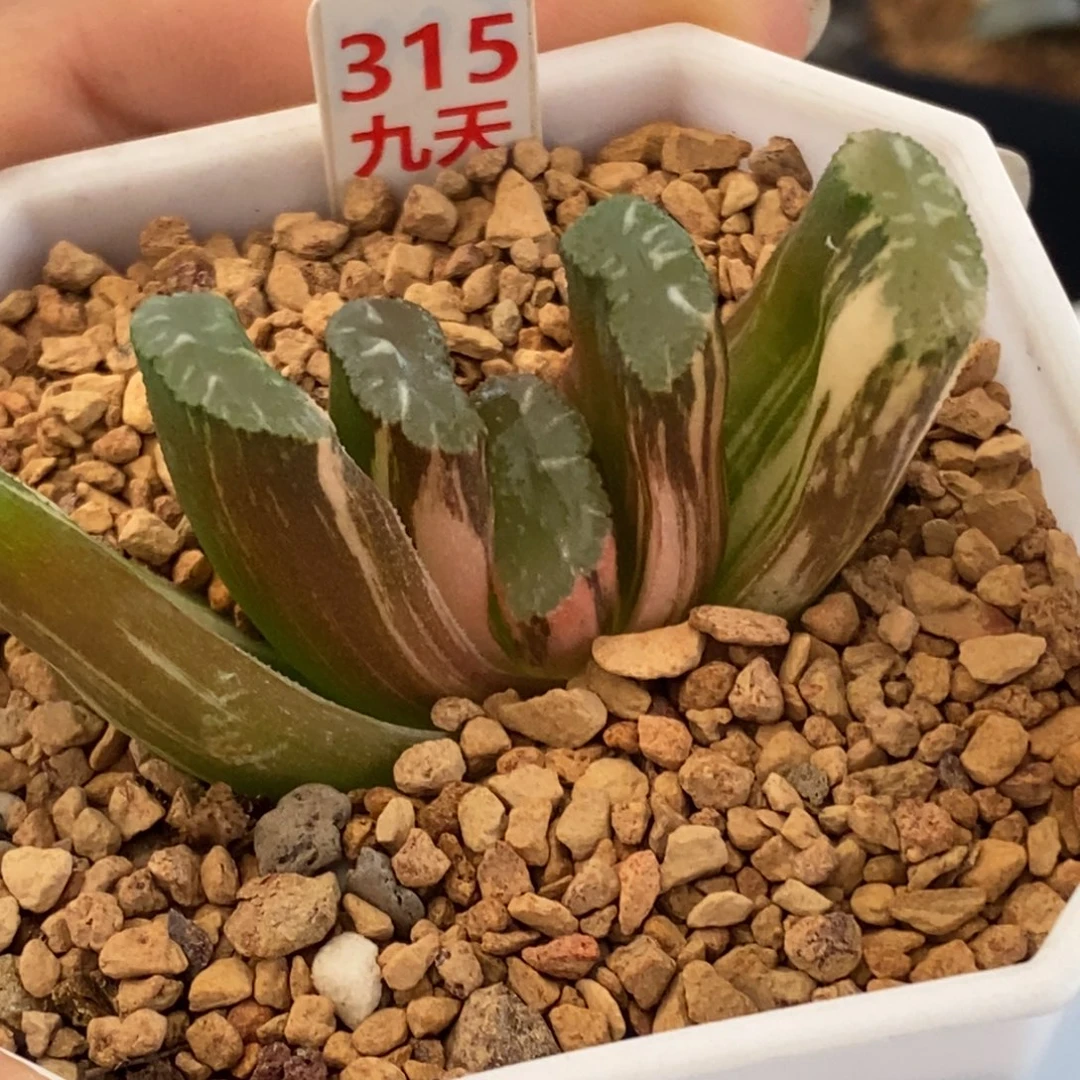 315号荒肌玉扇锦多肉