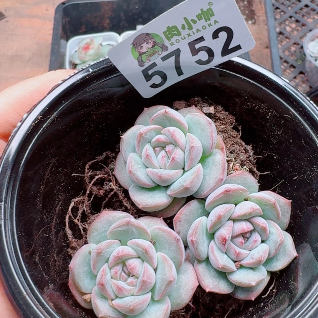 多肉植物多肉植物
