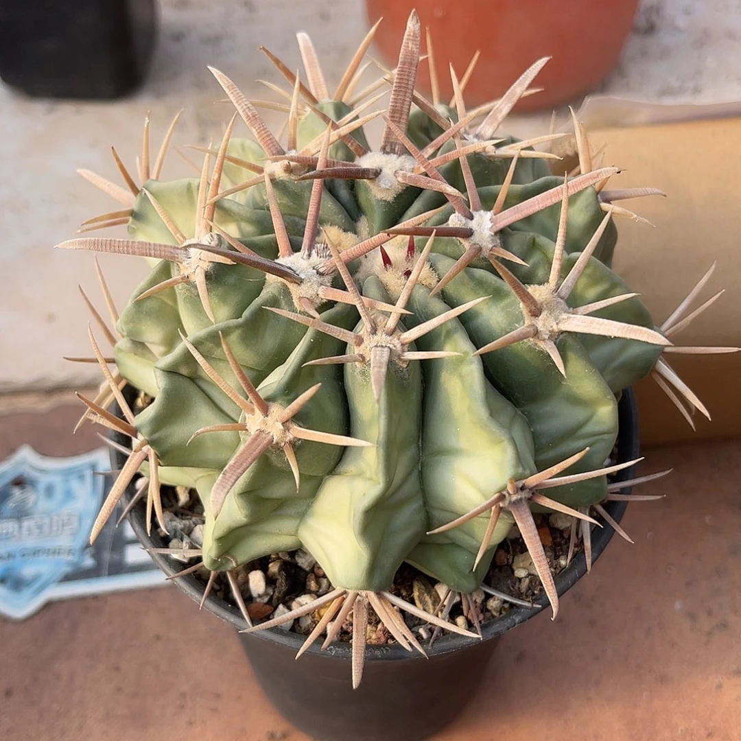 豪刺凌波一物一拍