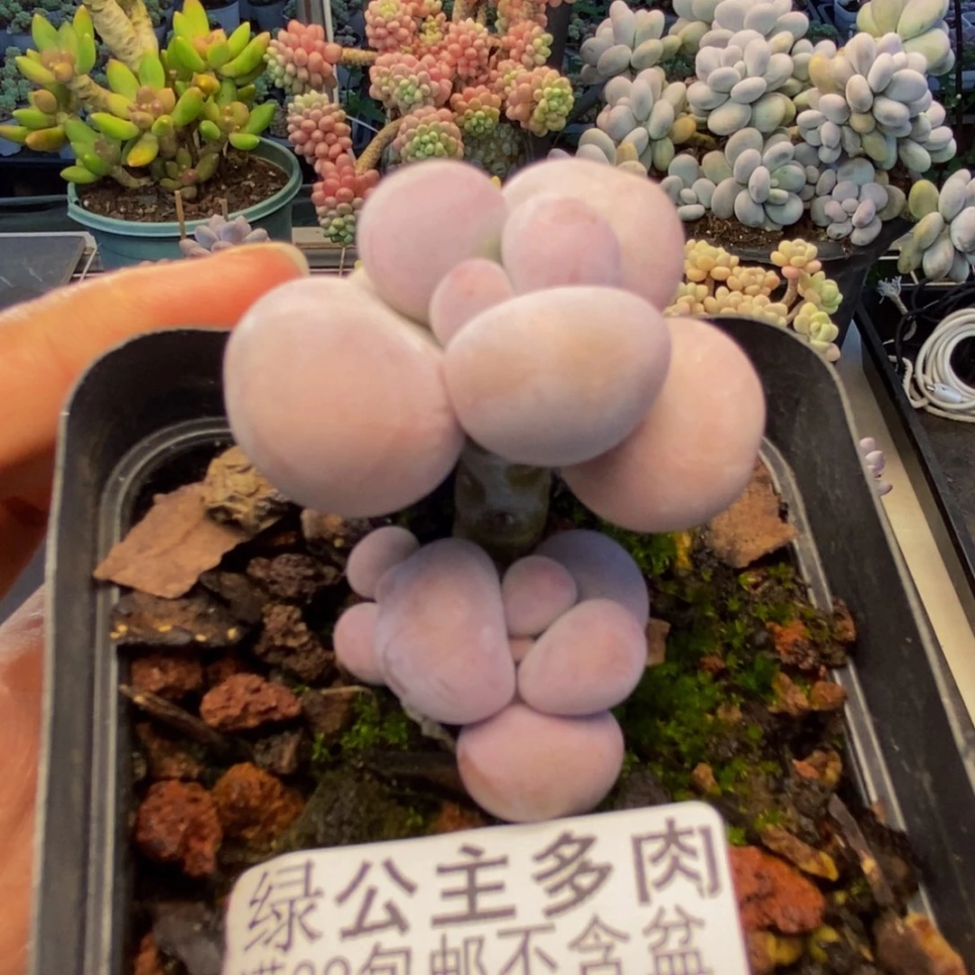 987橙奶多肉肉2c m