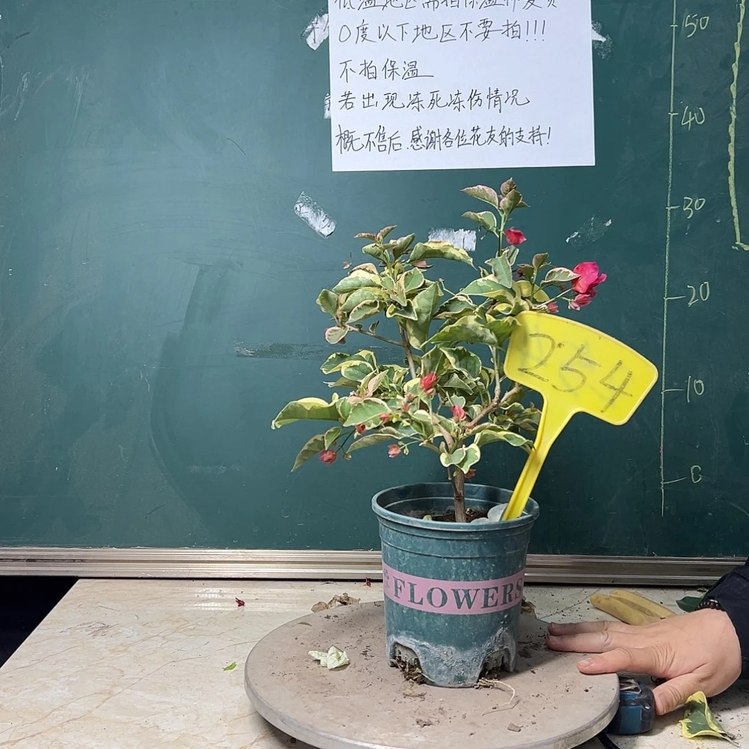 完全开放花叶红 254