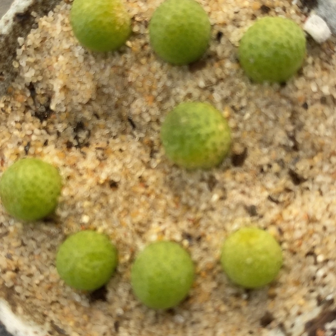 29118玉米一颗。