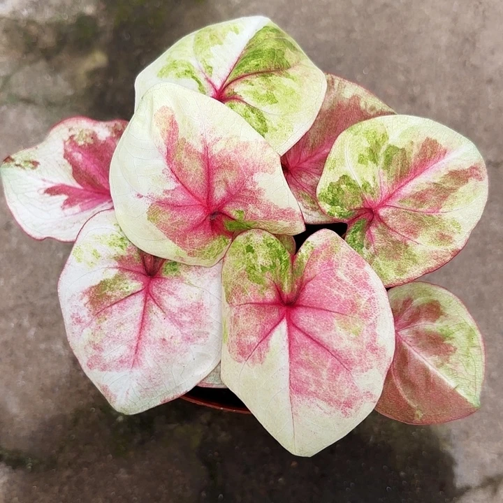 33-0104哈拉吧啦广东现货