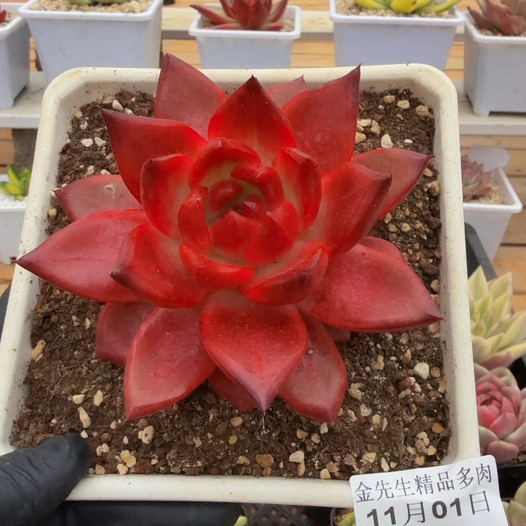 1101-13弗兰克珍妮