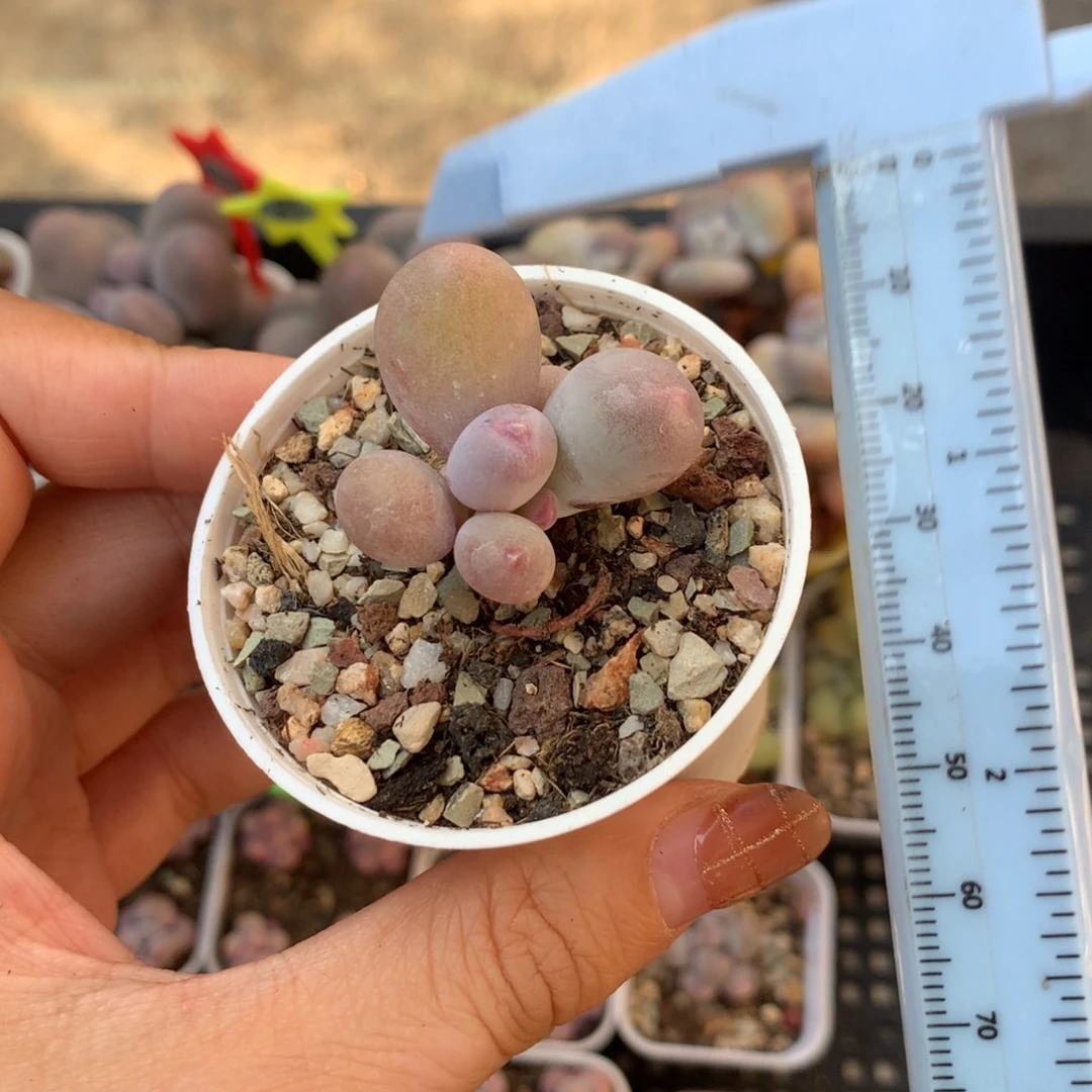 米可奶 粉黄 不凑满28元发一片叶 不售后 到付