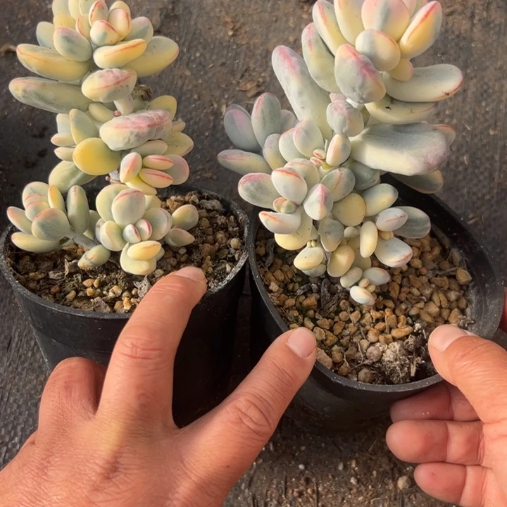 无花朵713号福娘锦两个无砍