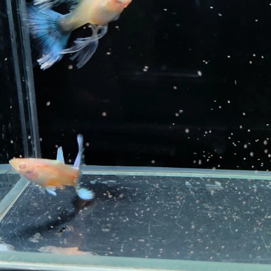 孔雀鱼蓝白绣球一对