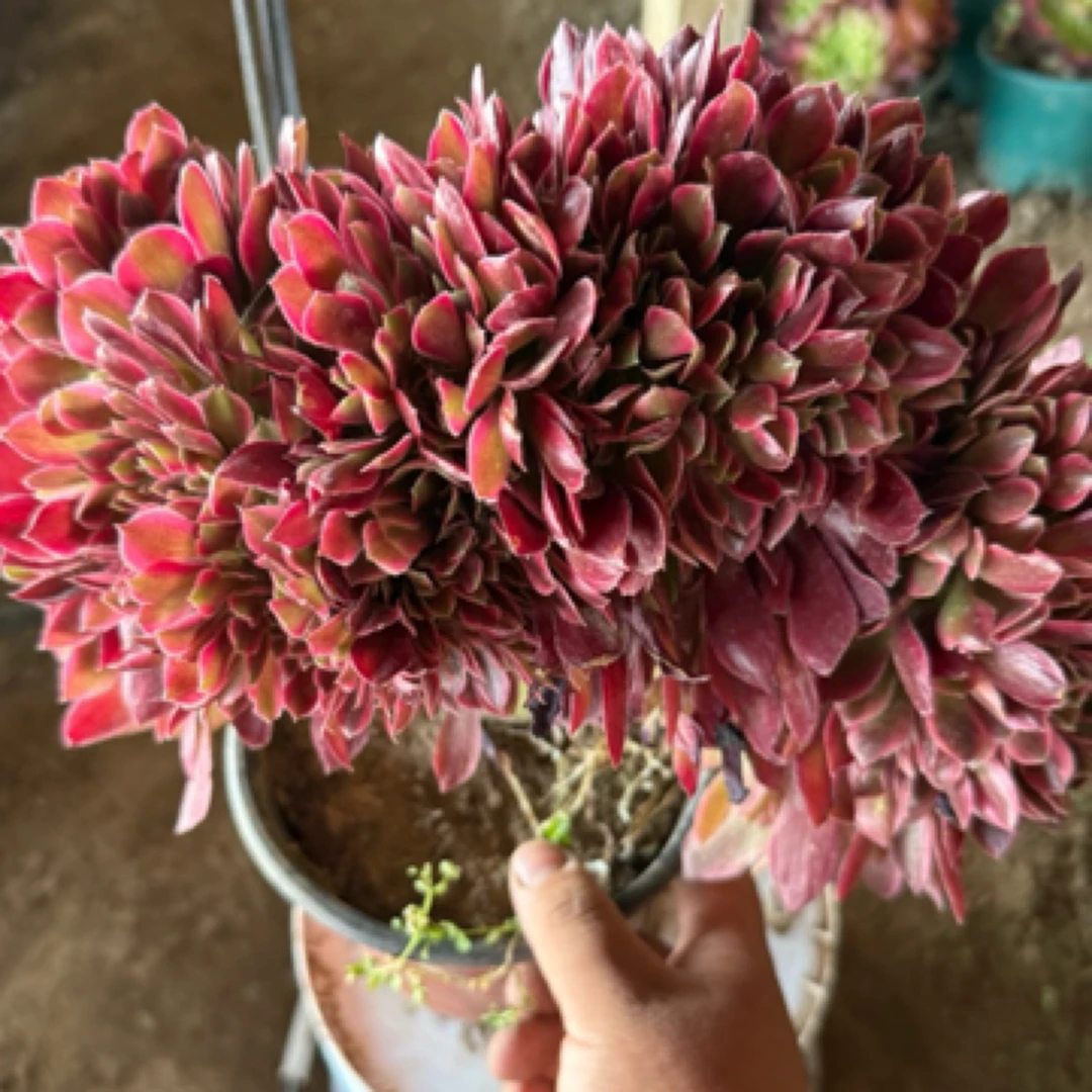 高端法师锦缀，女神缀，多肉法师群生盆栽