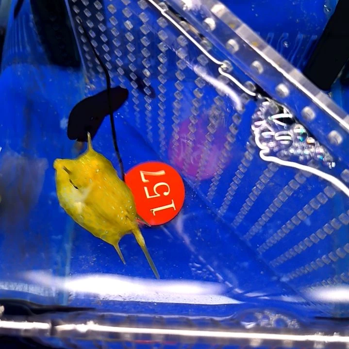 牛角5+/3-24-157海水