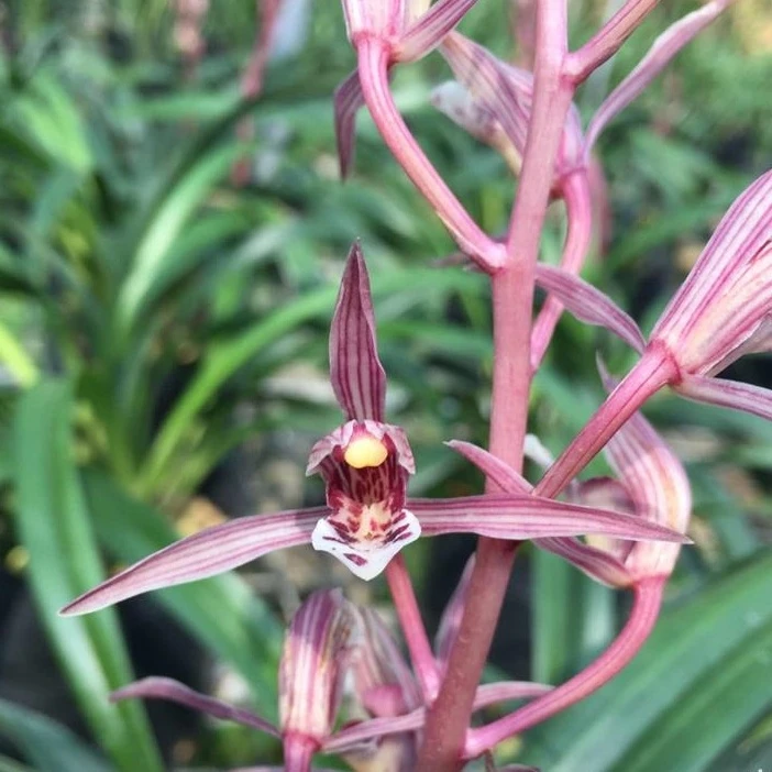 香思兰缘【桃姬】新春鲜花墨兰花多浓香好养勤芽