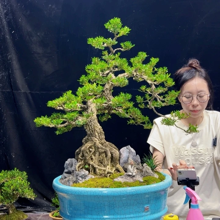 无花朵皱皮黄杨四季常绿