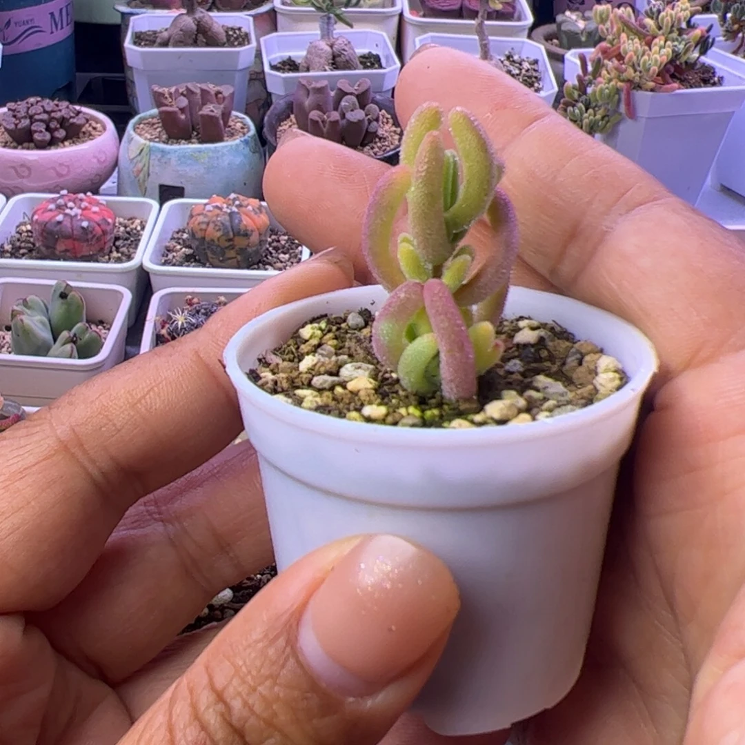 多肉植物枝干钻石黄锦