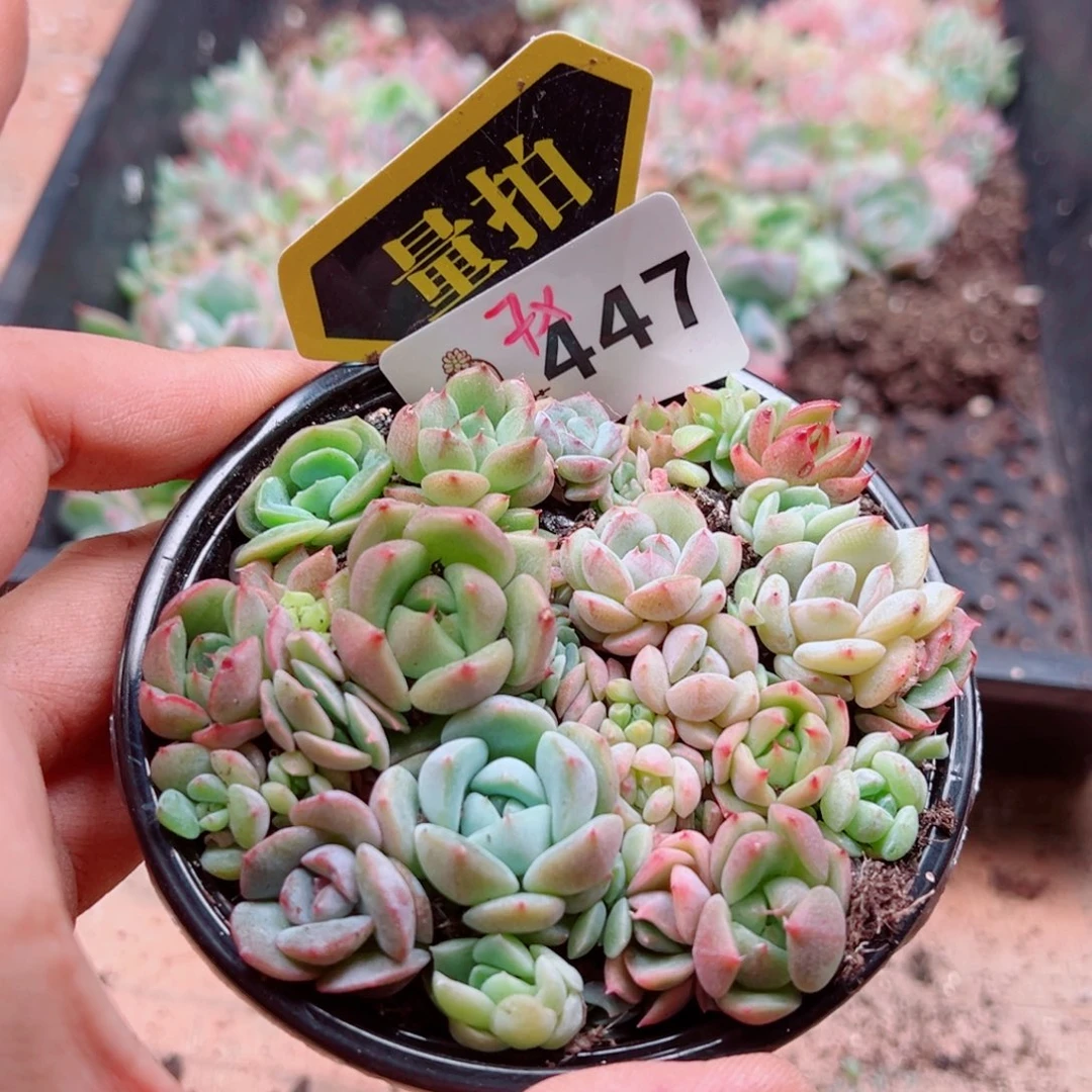 多肉植物多肉植物