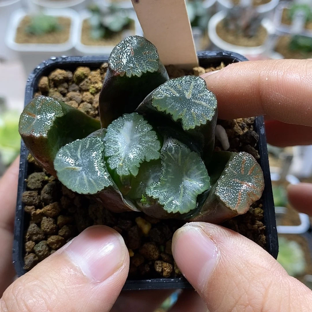 M**唯142灰姑娘万象十二