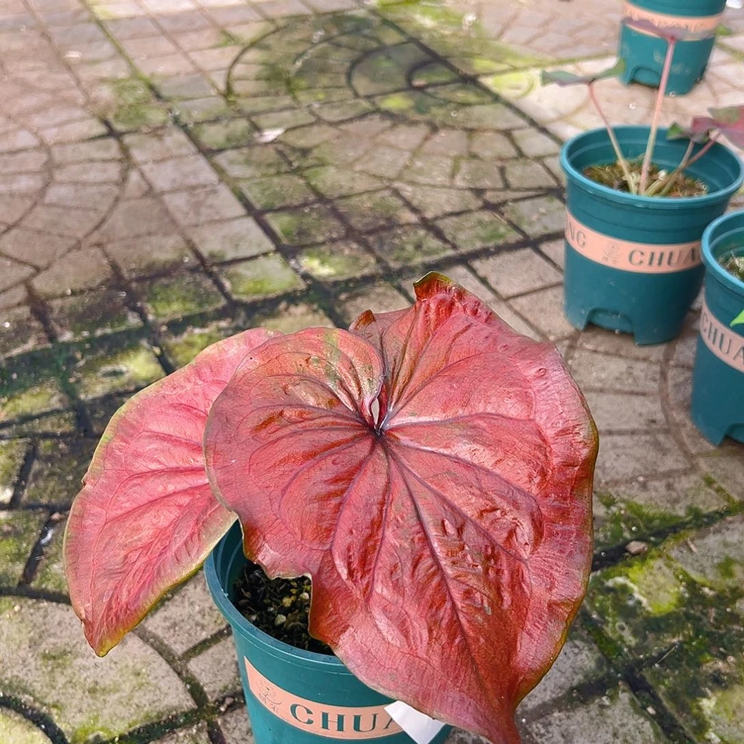 完全开放一物一拍3816