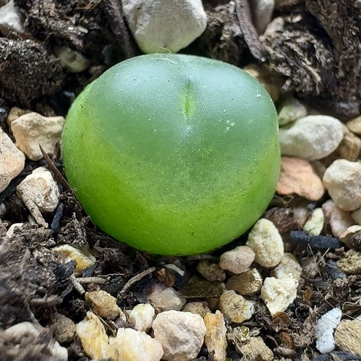 老马生石花1.5拉登1034
