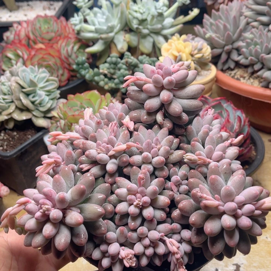 【闪购商品】231婴儿手指