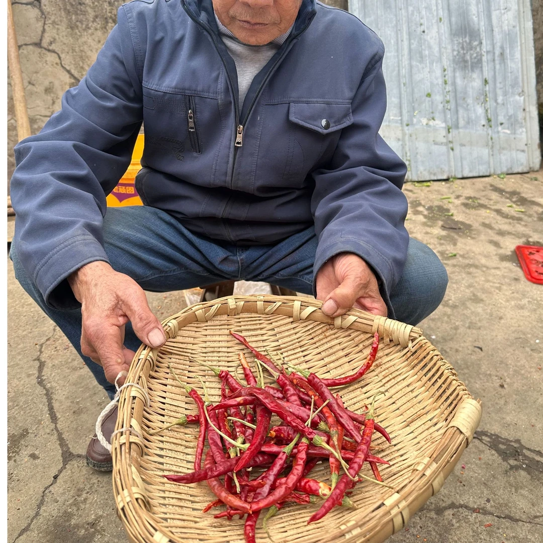 小宝家自家辣椒炒菜香