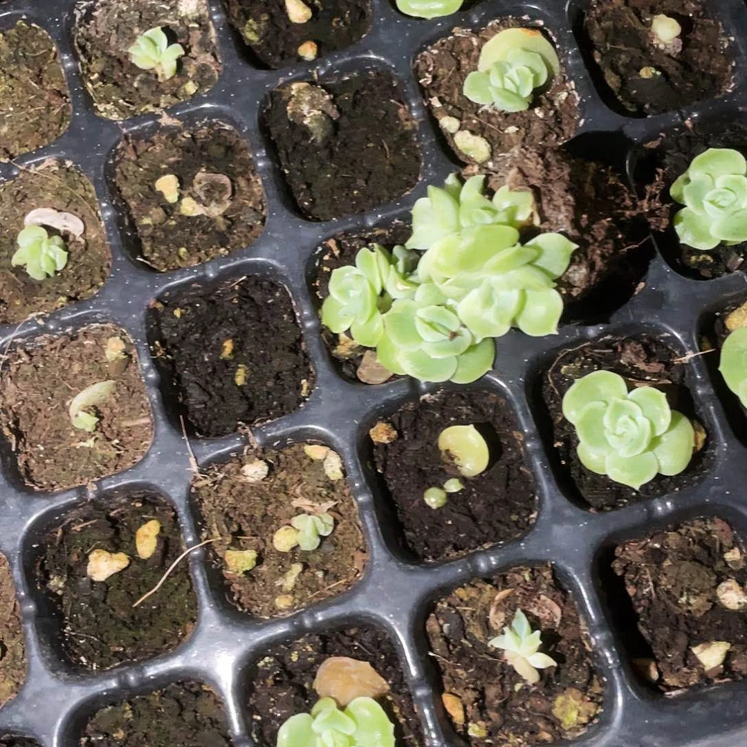 三头虾饺中苗穴一个满25包邮