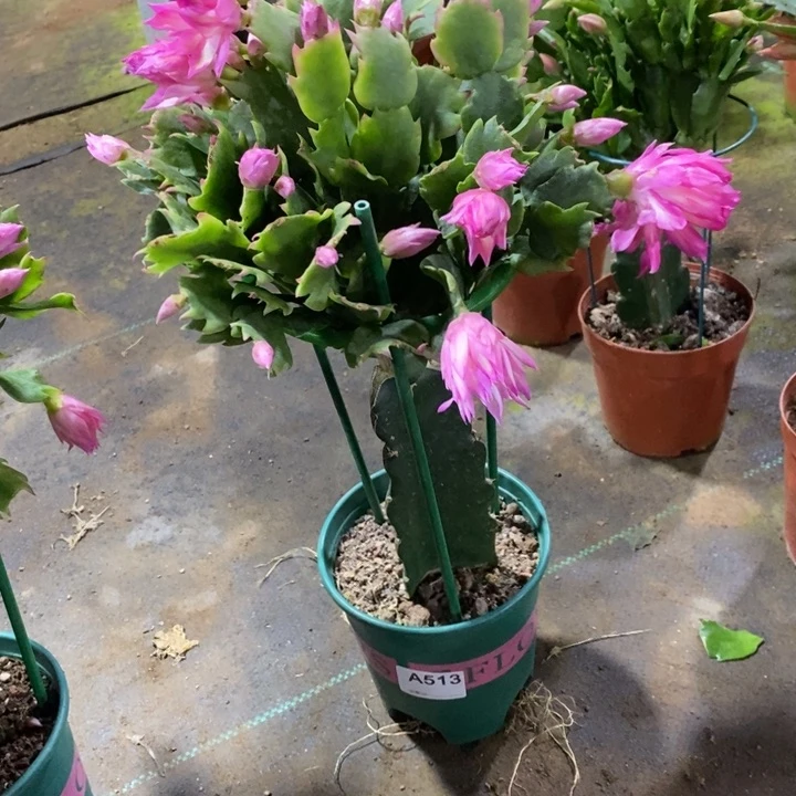 大部分花苞少量开放513嫁接073