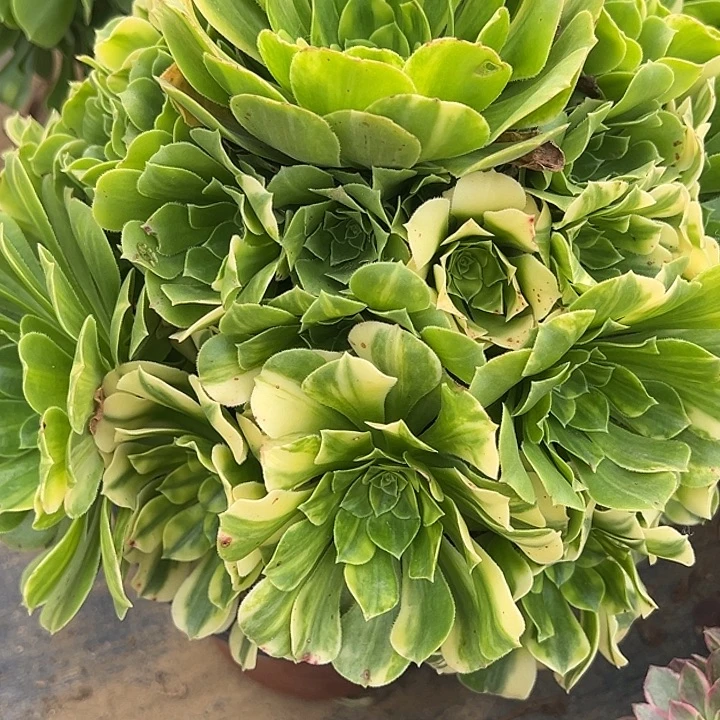 11.15-7琉璃多肉植物1