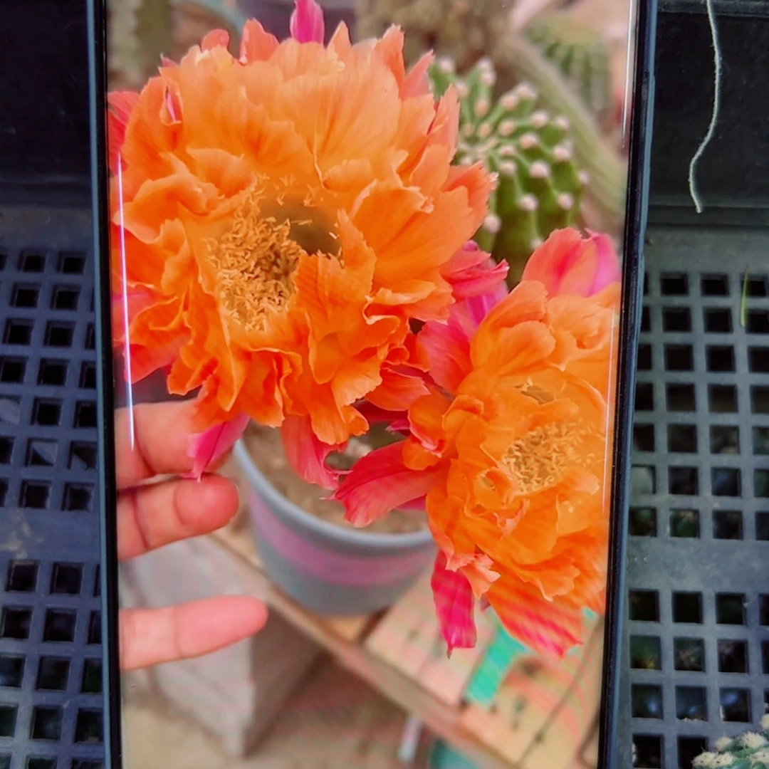 下15彩草江南13 歪无根4公分左右20包邮