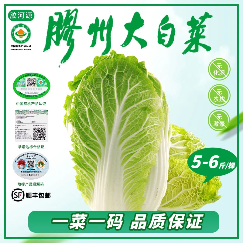 胶河源【5-6斤】山东特产胶州大白菜正宗农家自种大白菜胶州大白菜