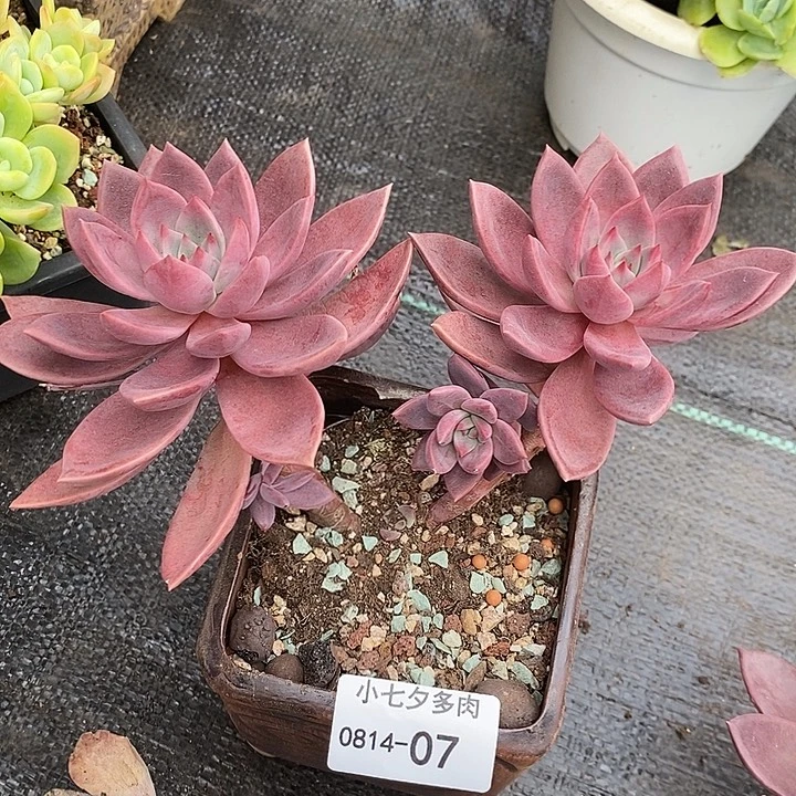 记得拍冷链红唐卡07