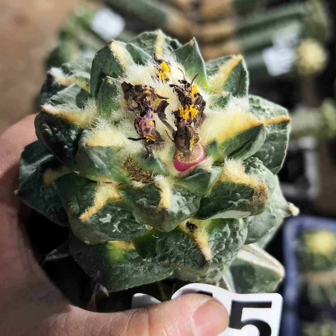 中筋龟甲牡丹仙人球415