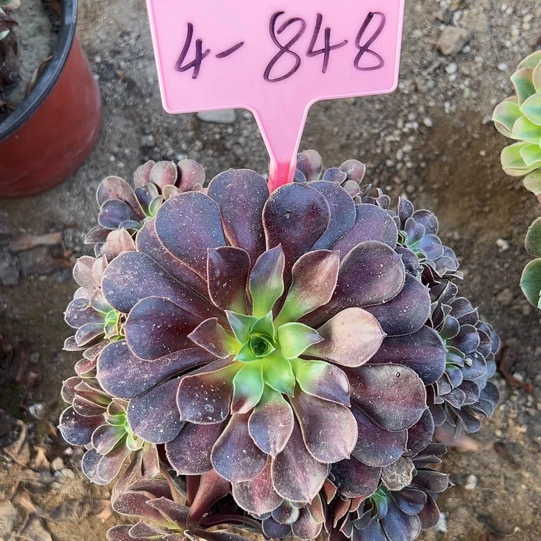 4-848夕阳多肉法师