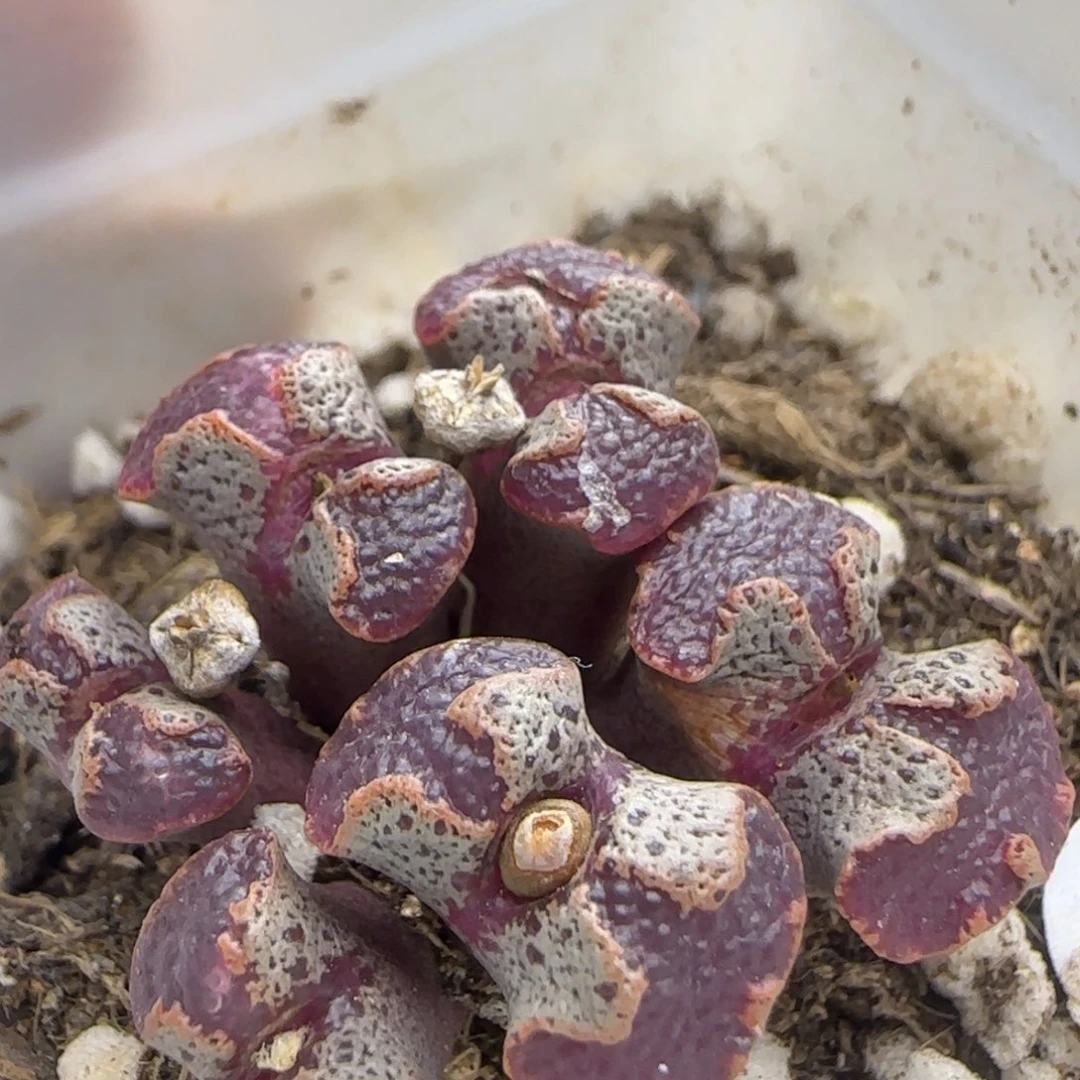 全窗超碟群多肉植物97