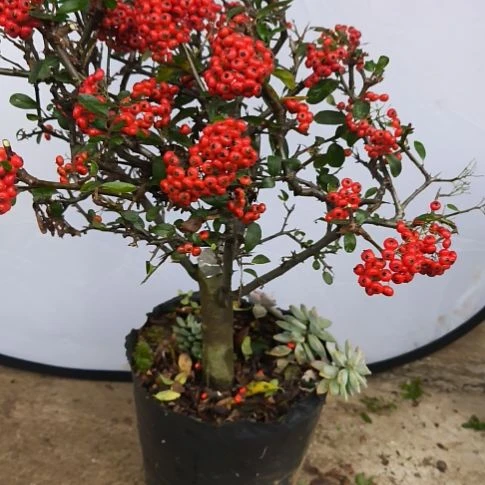 火棘吉祥果带土球发货